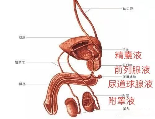 白色粘稠混合物从尿道口喷薄而出的一种男性性高潮状态时米青液米青液