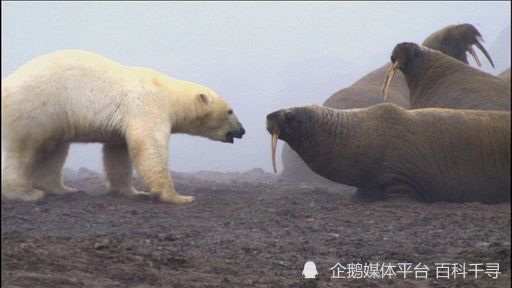 曾有北极熊被刺死过,甚至还发现一头死亡的虎鲸身上插着海象的长牙