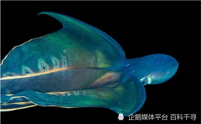 紫毯章鱼学名tremoctopus violaceus,英文名violet blanket octopus