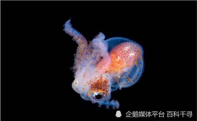 紫毯章鱼学名tremoctopus violaceus,英文名violet blanket octopus