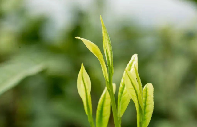 陆羽茶交所分享|舌尖上的"非遗" |绿茶,有15项非物质文化遗产?