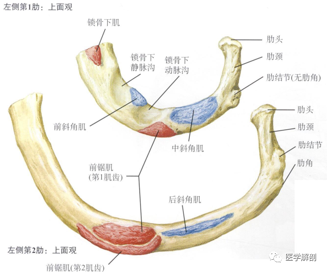 为止点典型肋骨的肋头与同序数胸椎的上肋凹(通过该肋头的下关节面)