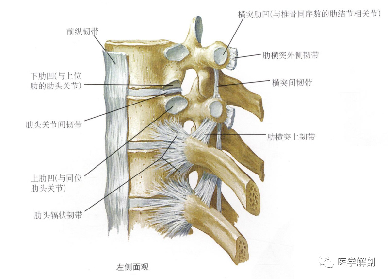 奈特解剖图谱肋胸肋以及肋椎连结