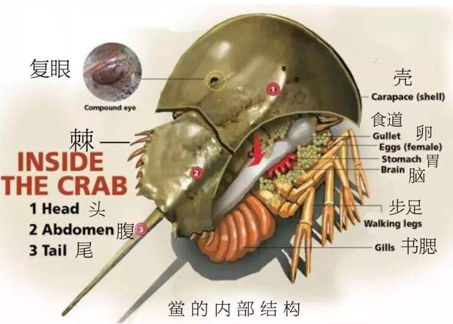 当然,鲎的血液颜色和它那三颗心脏也是相互关联的,它们的心脏在输送