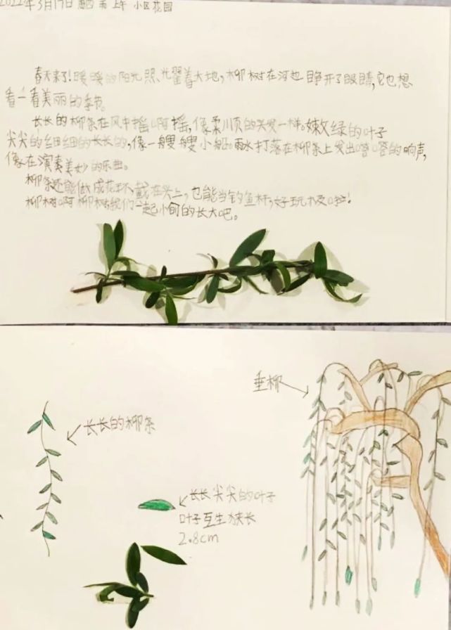 走进柳树;或观看视频,用文字,图画或照片做起了"柳"的自然笔记