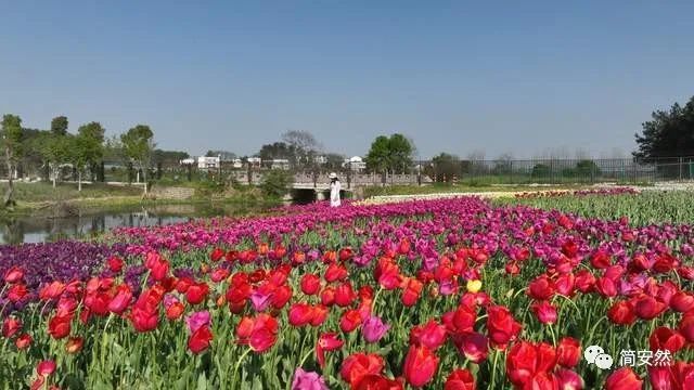 武汉网红旅游地黄陂杜堂木兰花乡能人葛天才让荒山变诗画田园