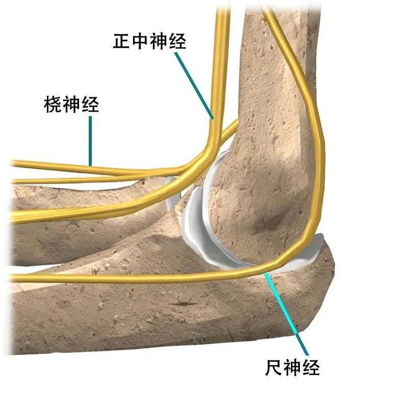 肘关节的神经支配