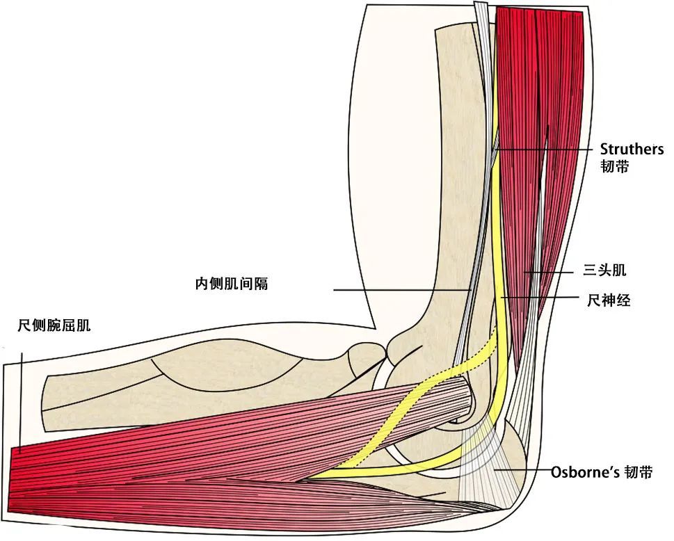 肘关节的神经支配