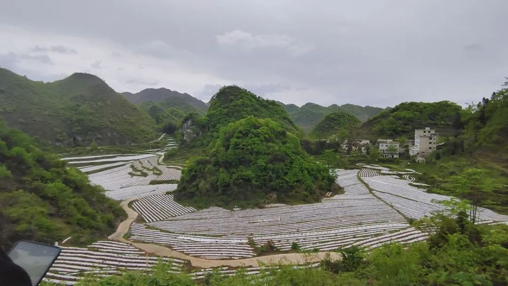 织金县阿弓镇春耕农时紧烤烟种植忙