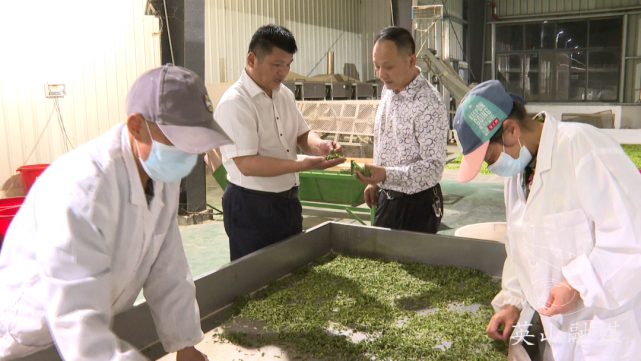 这家茶企有"看点|春茶|产业链|戴祥海