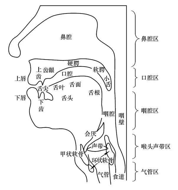 舌又分为舌尖,舌叶,舌面和舌根.