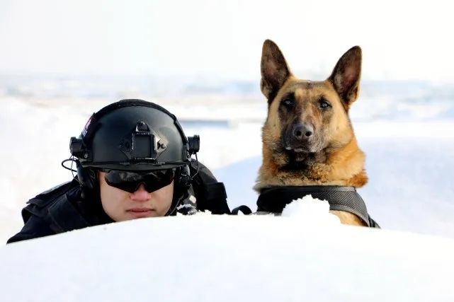 又萌又帅兵团警犬的训练日常快来围观