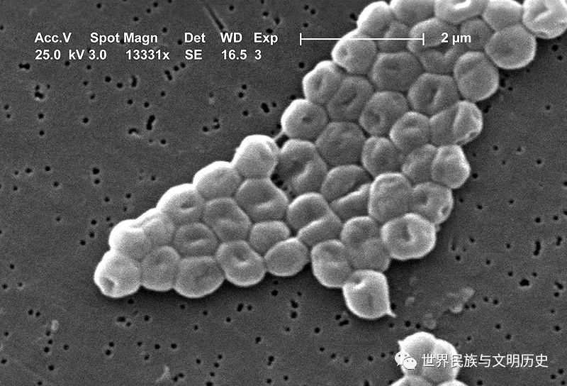 原核生物全系列45γ变形菌纲假单胞菌目