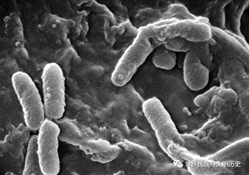 原核生物全系列45γ变形菌纲假单胞菌目