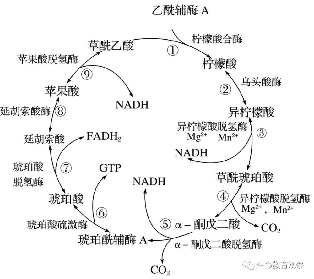 柠檬酸丙酮酸循环 腾讯网