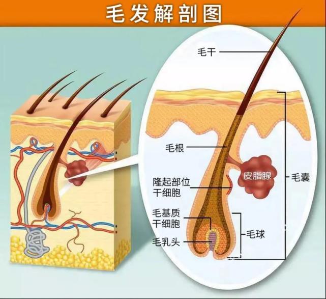 寡肽-54刺激毛囊促进头发生长