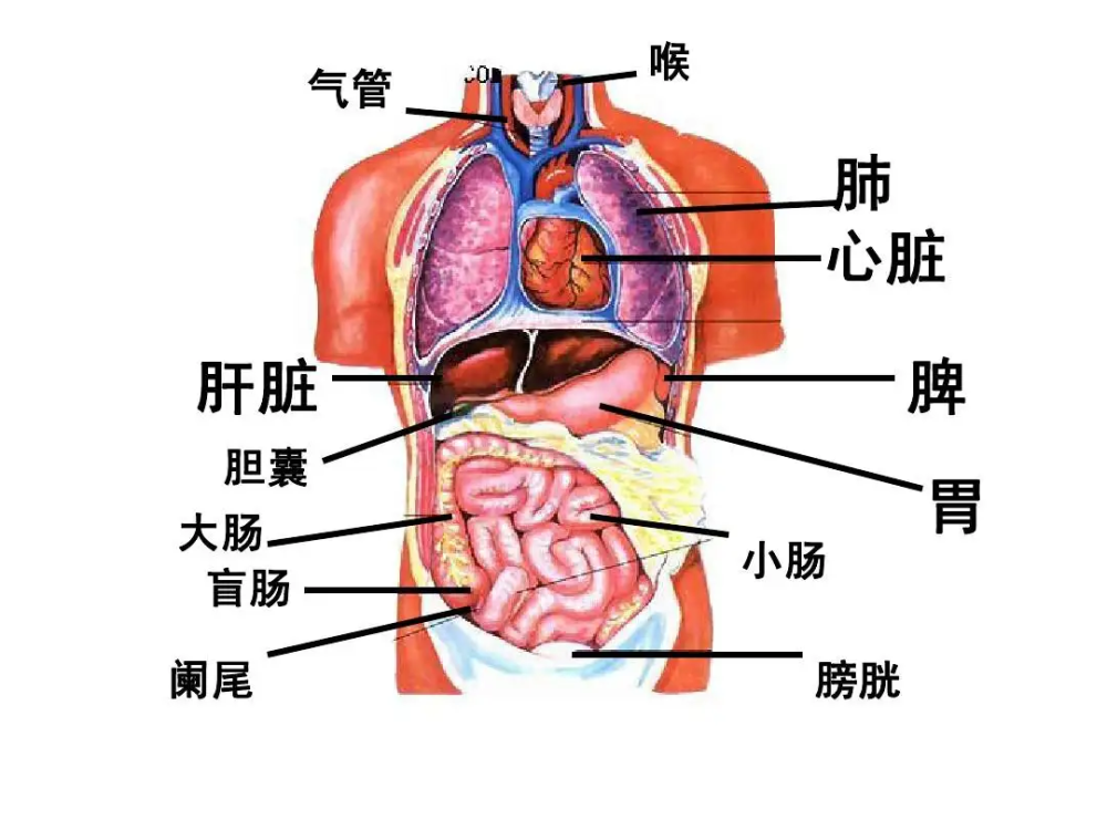 天津渤海医院肿瘤专家汪承领讲解中医胃癌治疗肝脾肾三脏健康要重视