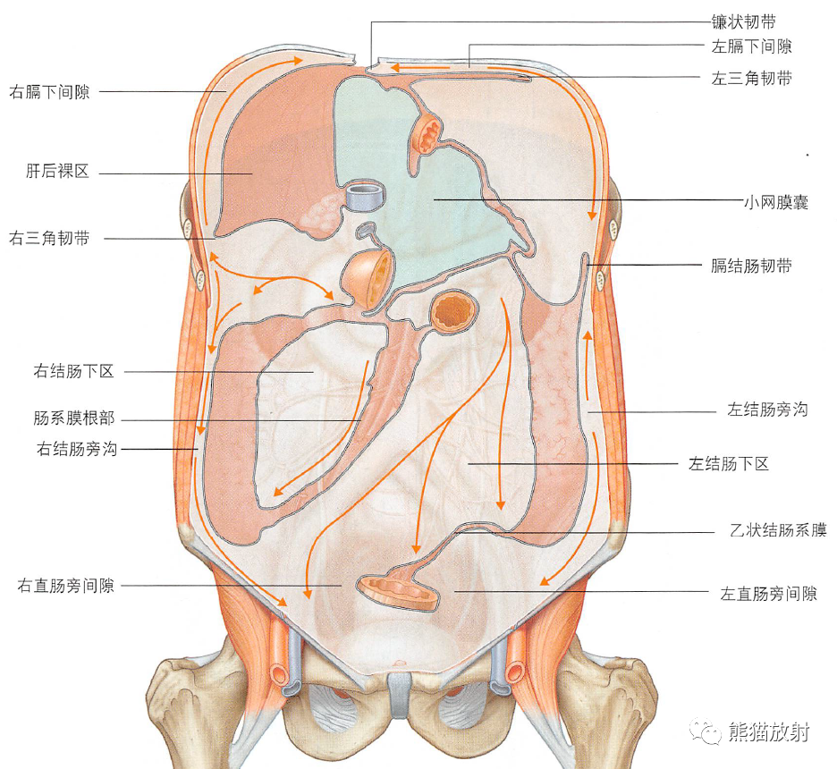 腹膜腔是壁腹膜和脏腹膜之间潜在的间隙,覆盖在腹壁的为壁腹膜,在腹腔