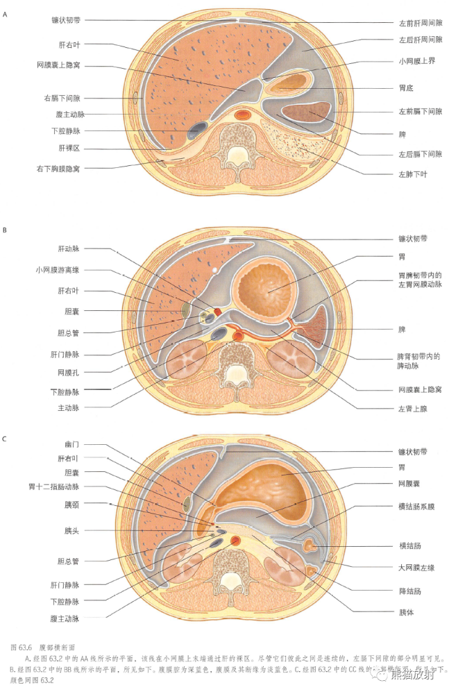 腹膜和腹膜腔解剖图谱