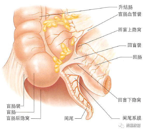 腹膜和腹膜腔解剖图谱|浆膜|腹膜|腹膜腔|腹腔|肠系膜