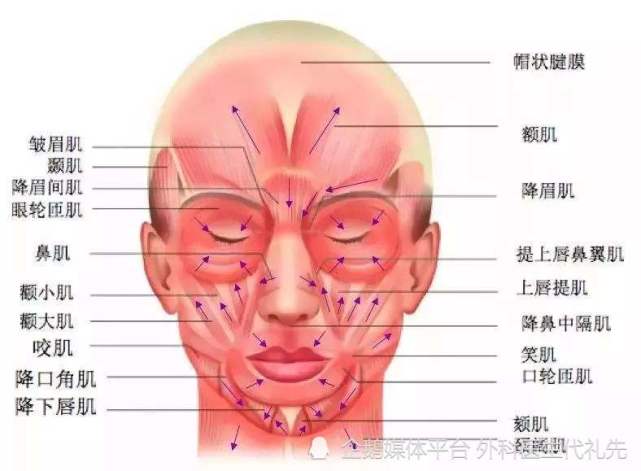 面部肌肉分部5-提眉手术一般是可以与小拉皮手术同步操作的,小拉皮