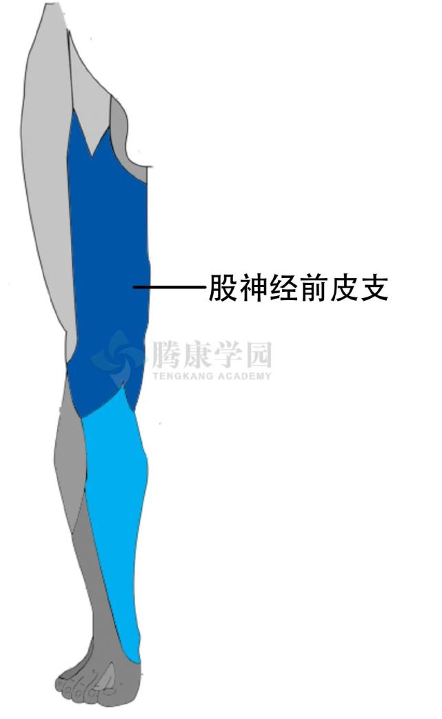 大腿前侧疼痛的神经