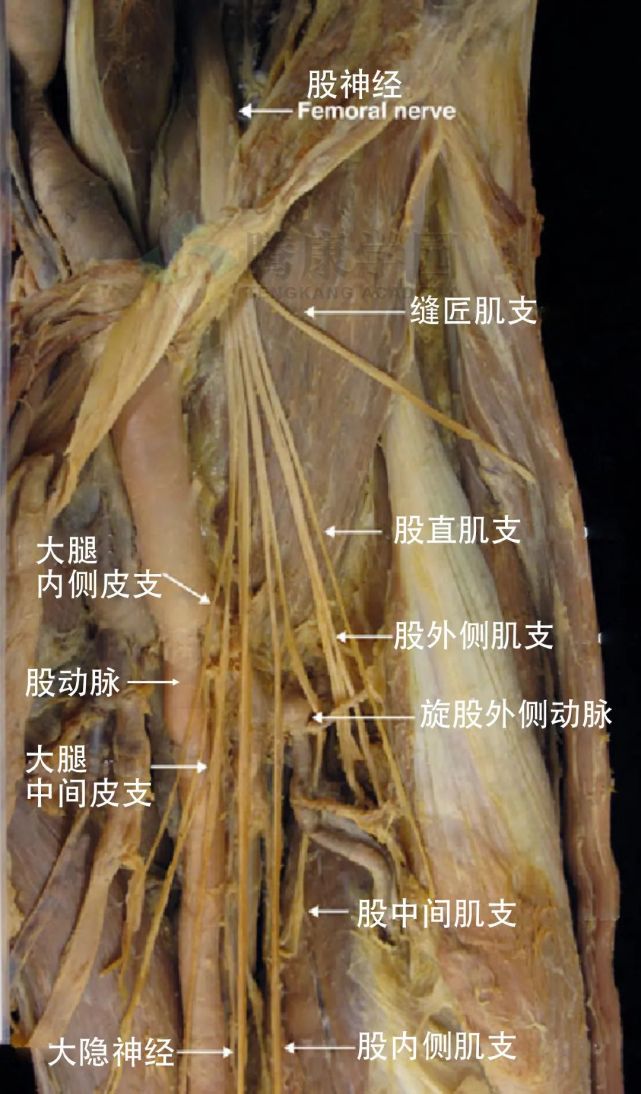 在阔筋膜下方,在内收长肌的下边界处,内侧皮神经与隐神经和闭孔神经的