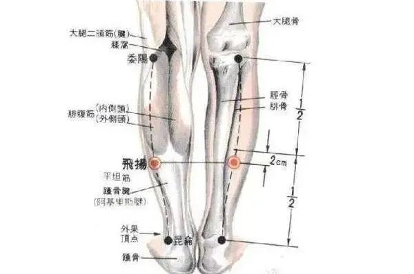 飞扬穴:常按飞扬 健步如飞