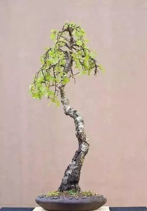 文人品性文人风骨,盆景中的文人树