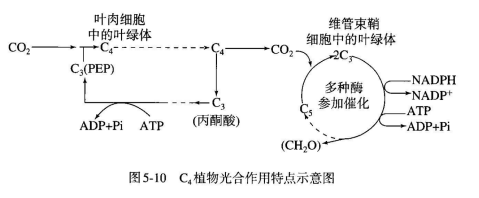 【教学参考】c3植物,c4植物和cam植物