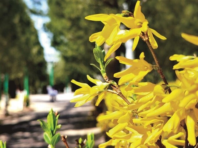 阳春三月的吕梁市区百花盛放