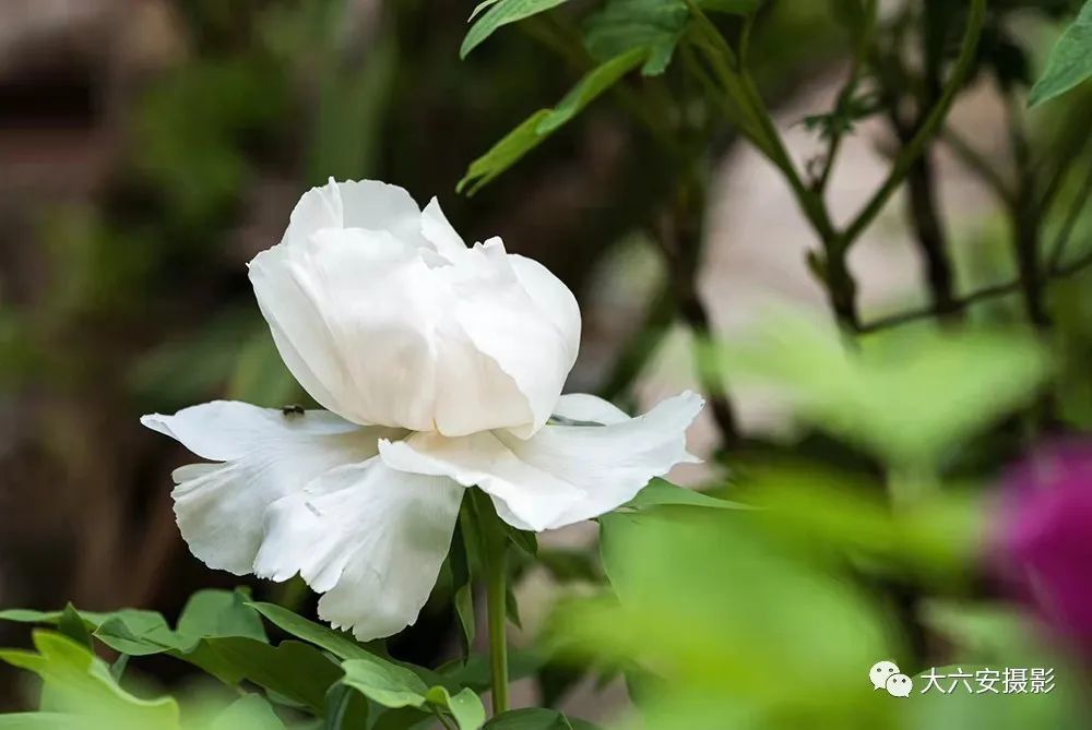 白牡丹 傅先治 摄黄玫瑰 陆伟 摄美丽乡村 冯克善 摄百舸争流 余菊 摄