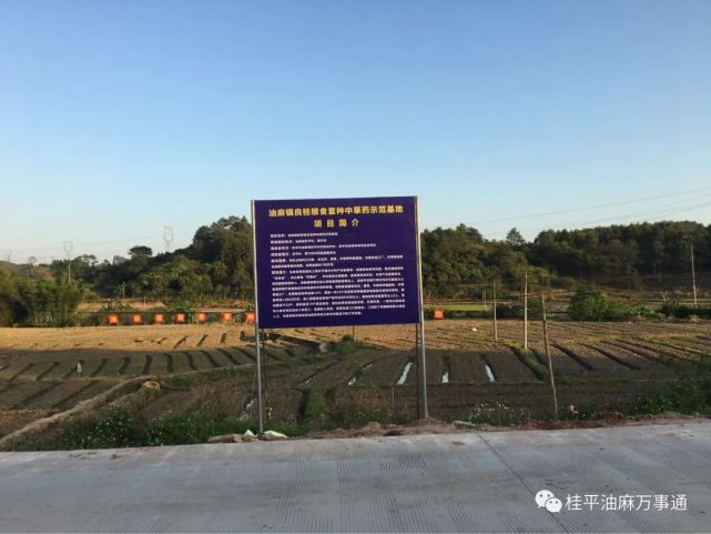 油麻镇|桂平|套种|安平村|粮食