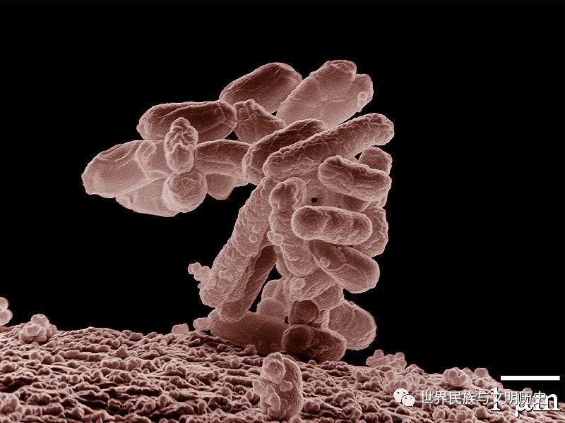 原核生物全系列48γ变形菌纲肠杆菌目上