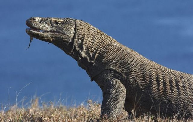 孟加拉巨蜥(学名:varanus bengalensis,别名普通印度巨蜥)在漫长繁衍