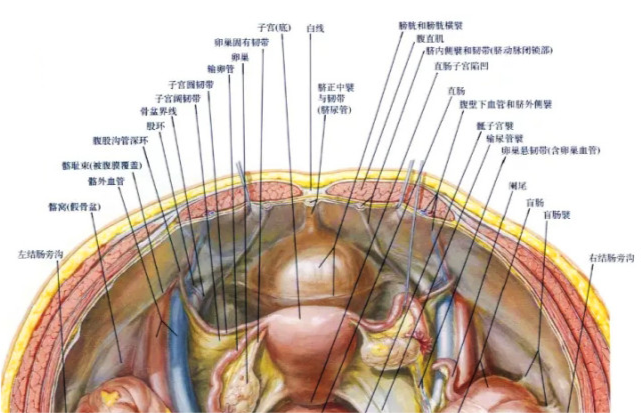 肚脐眼后面连的根本不是肠子!为什么不能乱抠?终于搞明白了