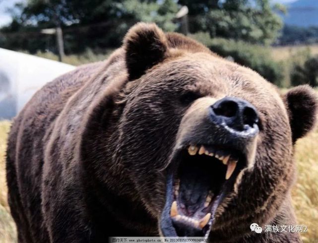 棕熊寻仇故事一头棕熊在荒原咆哮着疯狂追车谁杀了小熊