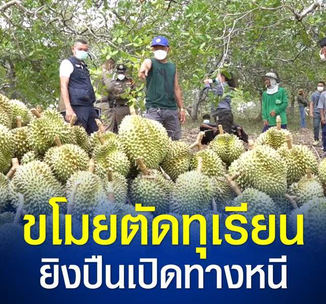 泰国尖竹汶府一榴莲园遭小偷光顾300多个生金枕榴莲被摘