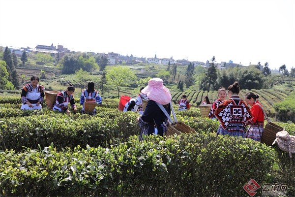 云南盐津苗岭茶飘香茶农采茶忙