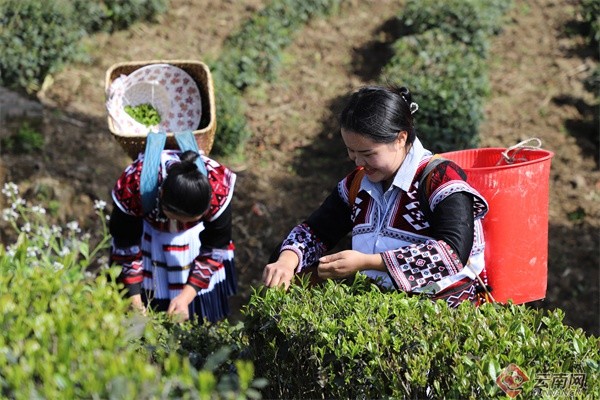 云南盐津苗岭茶飘香茶农采茶忙