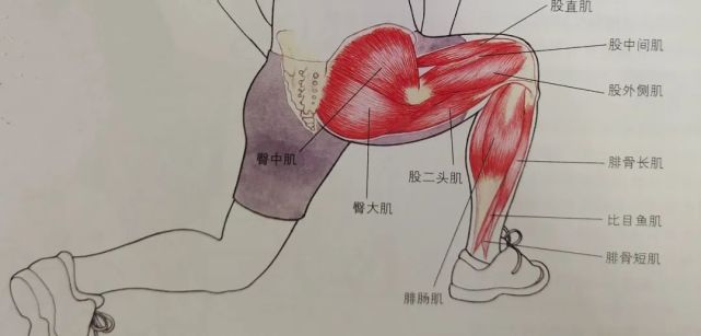 健身弓步肌肉用力示意图图片来源:运动解剖学体能训练全彩图解由上图