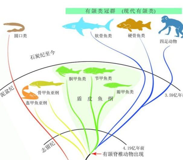 从鱼进化到人一块423亿年的鱼化石成为进化论的新证据