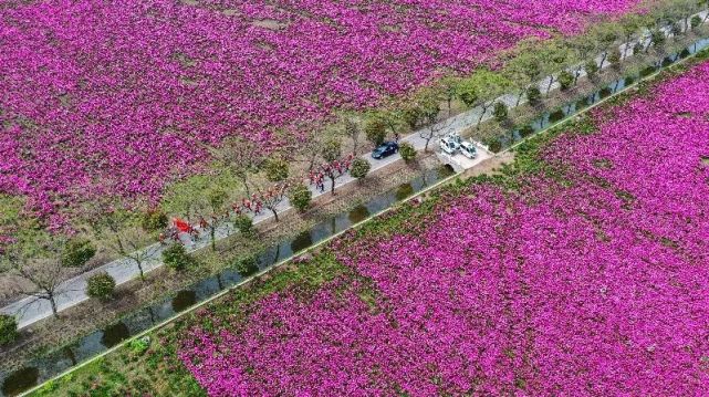 万亩芍花等你来 听歌赏花看美景