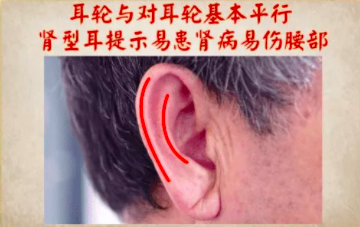 内脏好不好看耳朵的外型就知道