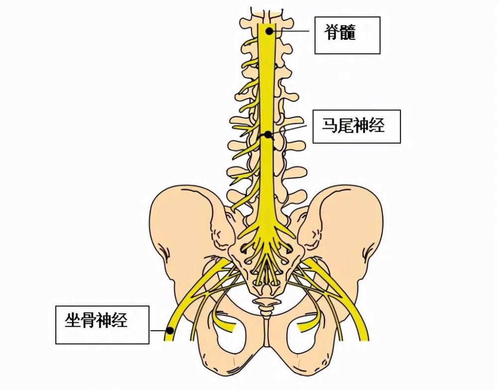 马尾神经由腰2~5,骶1~5及尾节发出的共10对神经根组成.