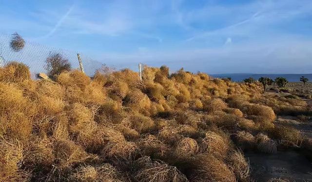 人口稠密,建筑面积广阔,还在多地修建了防护林所,以就算给风滚草来个