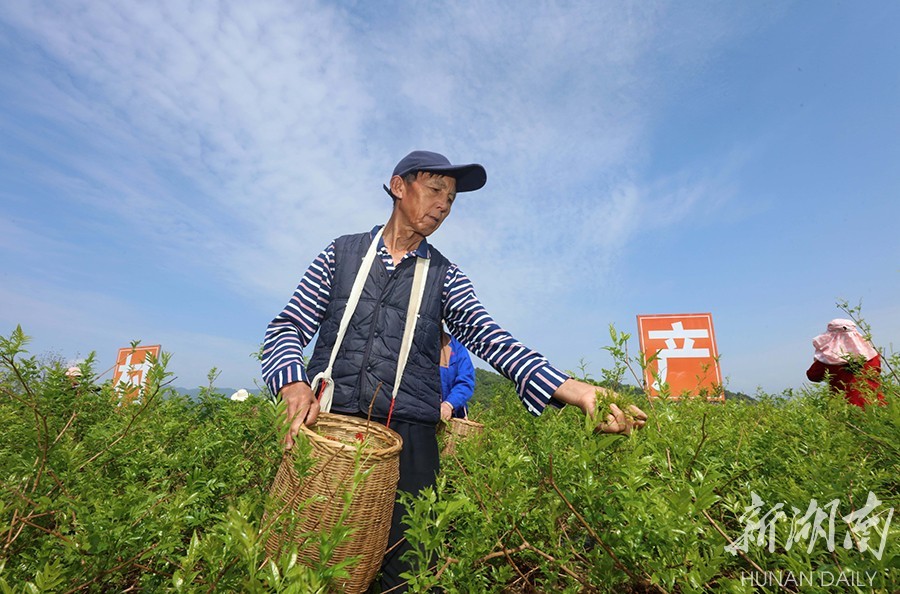 4月19日,张家界市武陵源区金杜村莓茶种植基地,茶农在采摘鲜叶.