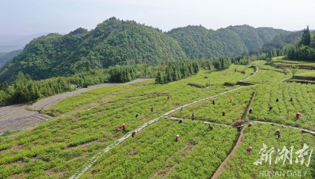 4月19日,张家界市武陵源区金杜村莓茶种植基地,茶农在采摘鲜叶.