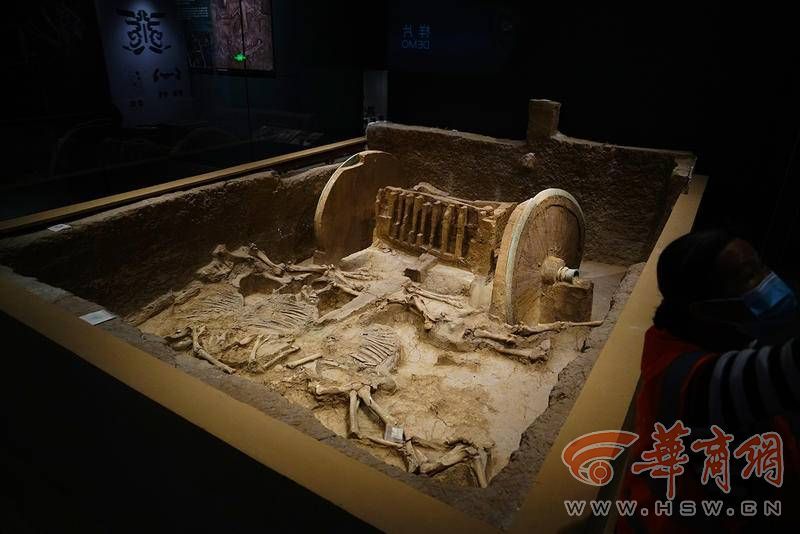 《新石器时代《夏商时期《先周文化:关桃园与动物考古,鱼化寨与