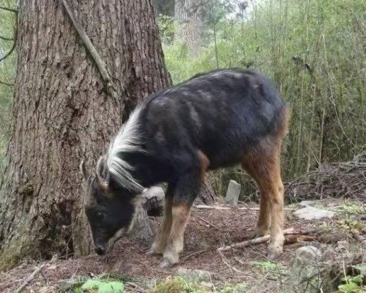 在中国古代文献里,"马,驴,狼皆为兽中之王,而山獭则为之最恶